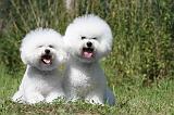 BICHON FRISE 415